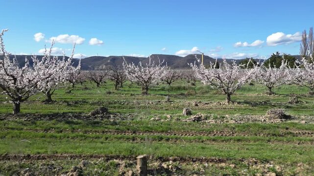 Drone aerial view of a large blooming apricot orchard on a beautiful sunny spring day, showing endless rows of flowering fruit trees under a clear blue sky in the countryside.