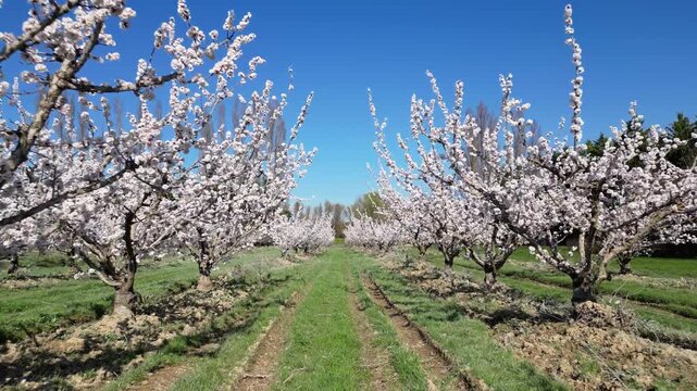 Drone aerial view of a large blooming apricot orchard on a beautiful sunny spring day, showing endless rows of flowering fruit trees under a clear blue sky in the countryside.