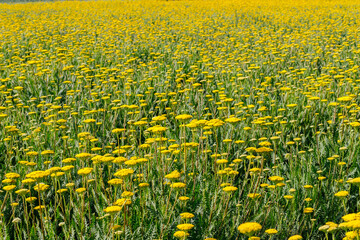 Obraz premium Bright yellow flowers fill a large field under the warm sun during midday in spring season
