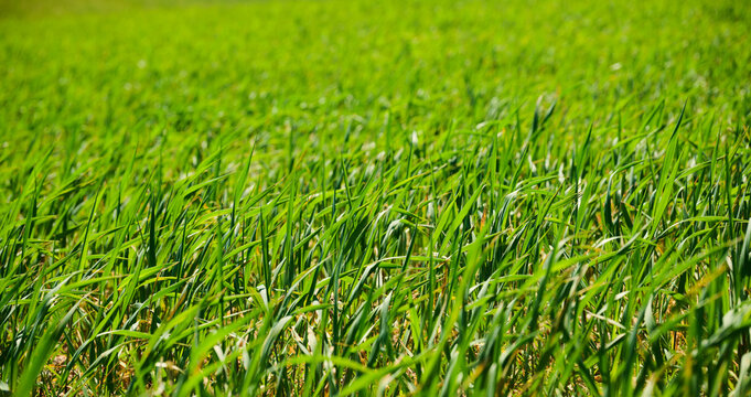 Close up of blades of grass in a meadow