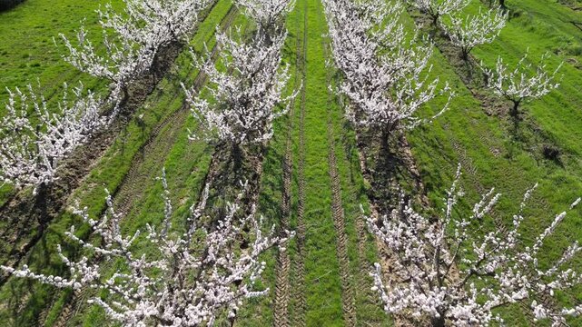 Cinematic drone flyover above a vast apricot orchard in full bloom during a bright sunny spring day, capturing endless flowering trees and beautiful rural countryside landscape.