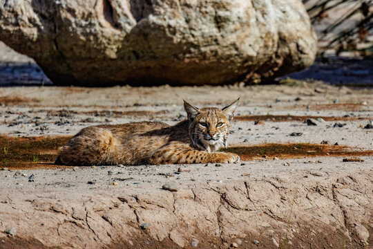 This bobcat (lynx rufus) hunts in this Tucson Arizona wetland/riparian area with it's distinctive black bars on its forelegs and a black-tipped, bobbed tail.