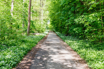 Obraz premium Walking path through green forest in daylight with trees and plants lining the sides