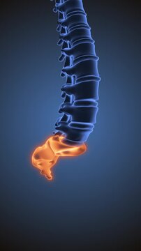 coccyx or sacrum medical animation