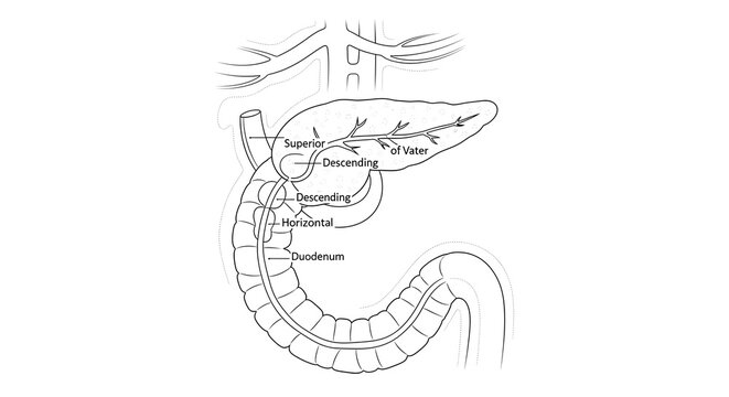 Anatomical illustration of human digestive system.