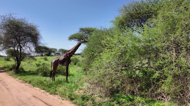 Giraffe frisst an einer Akazie in Afrika