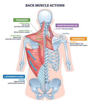 Back muscle actions overview maps scapula and arm movement, highlights trapezius, latissimus dorsi, and rhomboids, arrows indicate motion paths. Outline diagram