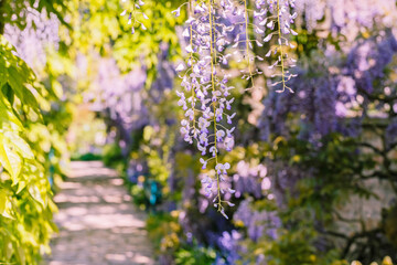 Obraz premium Wisteria flowers hang down from vines in a garden path under bright sunlight in spring