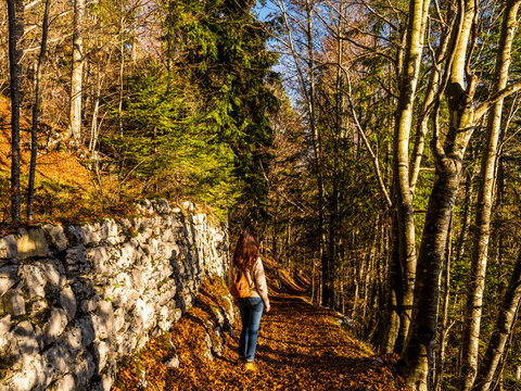 Woman walking on an autumn forest path with fallen leaves and a stone wall, enjoying nature and travel lifestyle at Respiro degli alberi path, Lavarone, Paganella, Trentino, Italy.