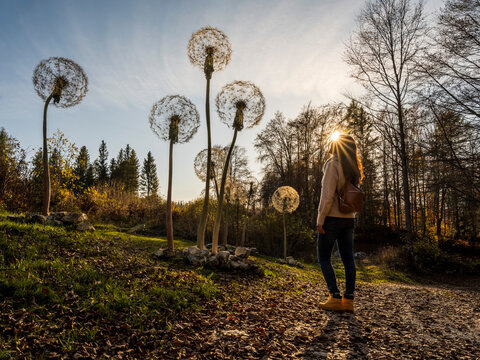 Traveler woman exploring giant dandelion art installations in an autumn forest, enjoying nature and lifestyle at Respiro degli alberi path, Lavarone, Paganella, Trentino, Italy.