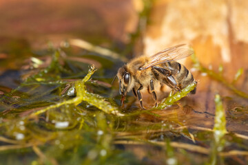 Biene makro an Wassertränke © scaleworker