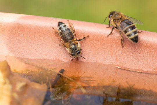 Bienen an Wassertr&auml;nke im Mai