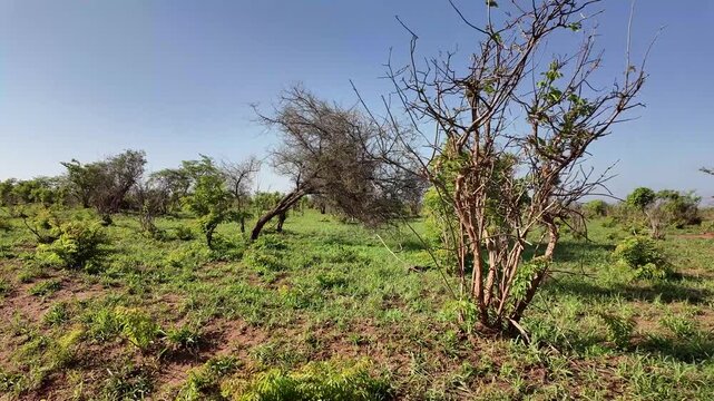 Grosser Giraffen Bulle l&auml;uft durch das Buschland in Ostafrika