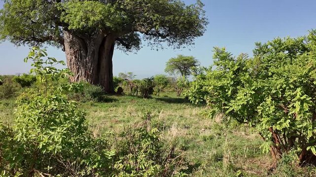 Giraffe l&auml;uft an einem Affenbrotbaum in Afrika vorbei 
