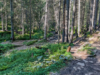 Fototapeta premium Rocky stream bed in a dense coniferous forest on a sunny day