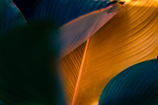 Abstract luxury of Palm leaf with glowing golden and deep teal tones, Botanical texture with moody dark background.