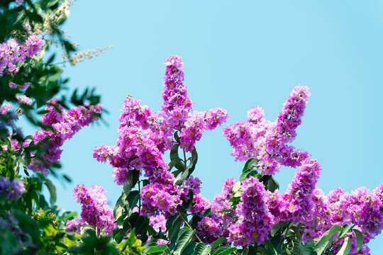 Pink flowers blooming against a clear blue sky, Vibrant floral background with ample copy space.