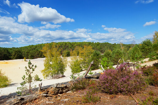 Sand dunes in Nemours forest.&Icirc;le-de-France region