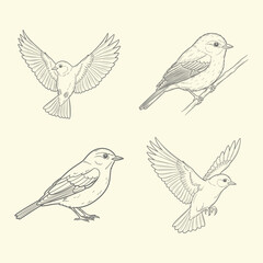 Obraz premium Vintage bird illustrations a collection of hand drawn avian sketches