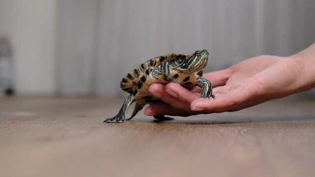 Small pet turtle stepping onto a human hand on a wooden floor in a calm home setting. The gentle scene reflects trust, animal care and respectful interaction with exotic pets.
