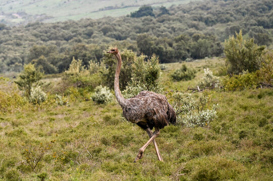 Female common ostrich walking through green highland scrub in Masai Mara, Kenya.