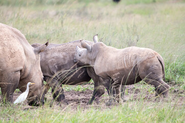 Fototapeta premium White rhinoceros mother and calf with cattle egret in grassland in Kenya.
