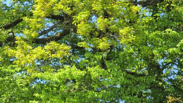 Visible tiny pollen particles floating in the air during spring season. Spring allergy period concept. Natural lighting, seasonal irritation.