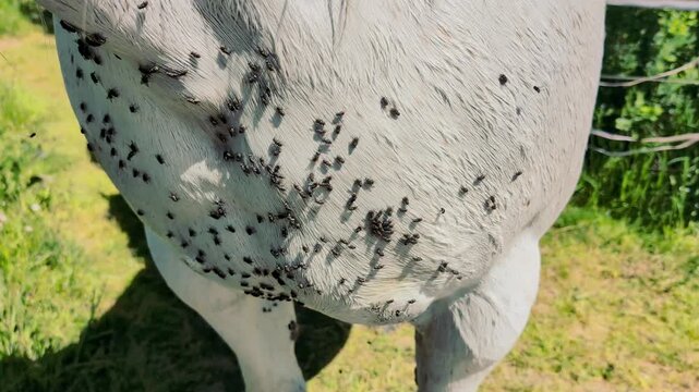 White horse with multiple flies on its body stands in a grassy field, showcasing the interaction between livestock and insects in a natural rural setting