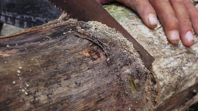 Detailed close up shot of a craftsman's hands working with traditional tools. A man is manually sawing a high-quality teak wood log; his left hand firmly stabilizes the timber while his right hand mov