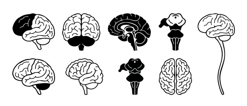 Human Brain Anatomy Set Icons, Flat Vector Illustrations of Nervous System Organs, Side View and Sagittal Section Symbols for Medical Education, Neurology Research, Mental Health and Psychology Concep