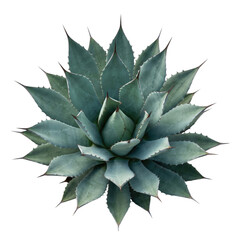 Blue agave plant with sharp leaves isolated. Succulent desert flora. © PNG Lab