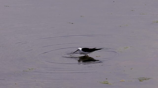 Black-winged stilt with black and white plumage wades in shallow water, hunting for food