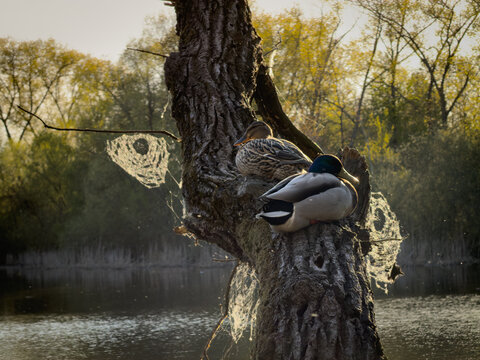 Ducks Resting On Tree with Pond at Background