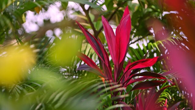 Nature background with green tropical leaves and multicolored flowers