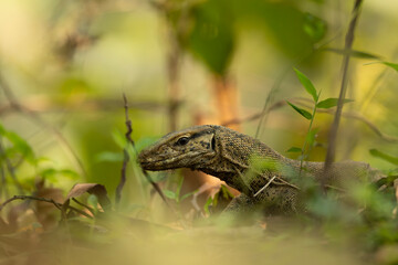 Naklejka premium Bengal monitor lizard (Varanus bengalensis) navigating forest undergrowth.