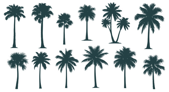 Various silhouettes of tropical palm trees of different species and shapes isolated on a white background for summer design.