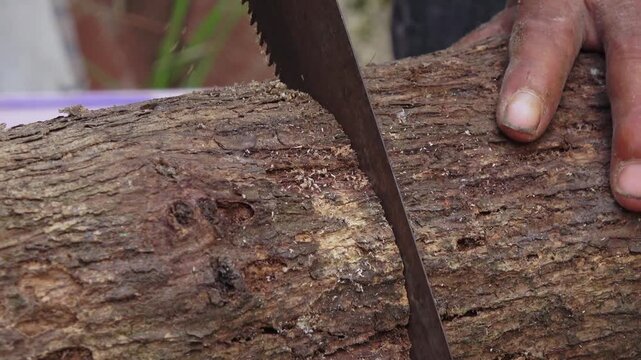 A detailed close-up shot of a craftsman's hands manually sawing a premium teak wood log using a vertical hand saw. The left hand stabilizes the timber while the right hand executes steady cutting stro