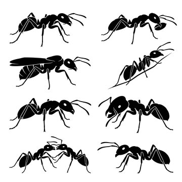 black and white vector silhouette set set of ant types
