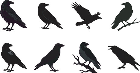 Obraz premium Black silhouette vector illustration of ravens and crows in diverse poses including flying, perched, standing,