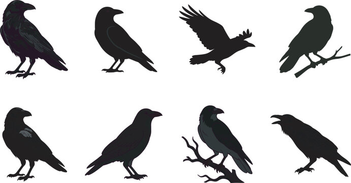 Black silhouette vector illustration of ravens and crows in diverse poses including flying, perched, standing,