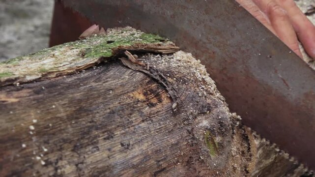 A high-quality handheld close-up shot of an adult craftsman&rsquo;s hands using a hand saw to cut through a thick, premium teak wood log. The footage captures the authentic process of woodworking, showing t