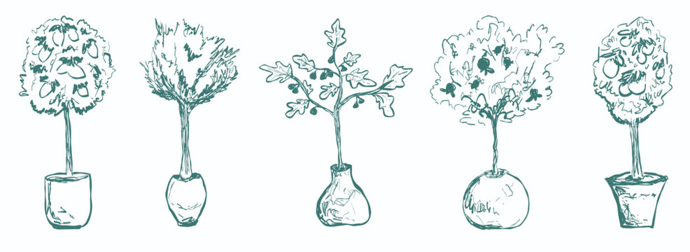 Hand-drawn Mediterranean tree set in small pots for interior decor, posters, landscape design, architectural sketches, interior decor, wall art, scrapbooking, etc.