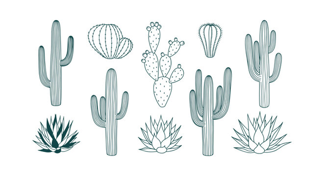 Hand Drawn Cactus and Succulent Botanical Line Art Illustration Collection Set Isolated on White