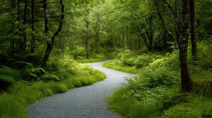 Fototapeta premium Curving gravel path through a lush green forest. Serene nature trail winding among trees and ferns. Peaceful woodland landscape scene for outdoor recreation and hiking adventure concept.
