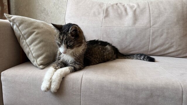 Senior tabby cat with white paws resting on a cozy sofa. The cat has a serious, wise expression and scruffy fur, typical for an elderly pet enjoying its retirement in a comfortable home environment