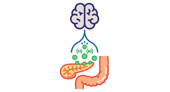 Brain Controls Digestion: Neural Pathway to Pancreas and Intestine
