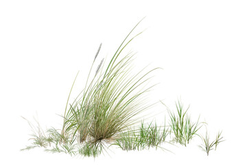 Naklejka premium green grass isolated on white background/High-resolution isolated green grass border, sharp focus nature vegetation for architectural visualization and graphic design on white background.