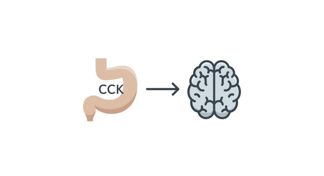 Gut-Brain Axis CCK Signal From Stomach To Brain, Cholecystokinin Hormone Communication