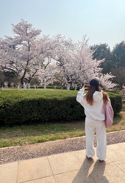 Woman taking photo of cherry blossoms in park during spring, selective focus