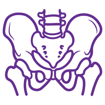 Illustration of the human pelvic bone structure highlighting anatomical details for educational purposes